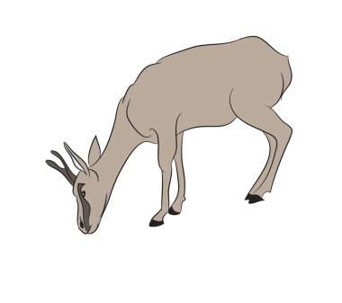 renk çizim vektör çizim ceylan,