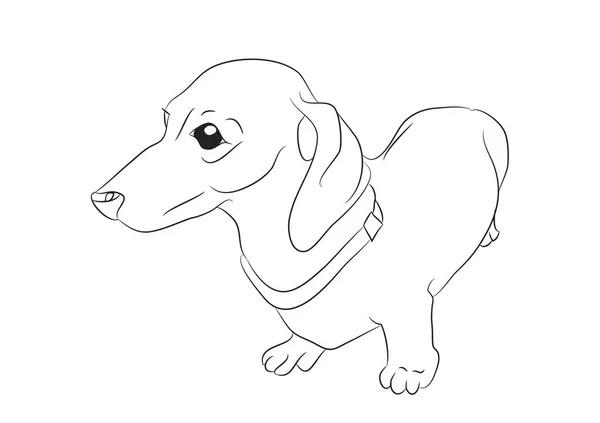 Vektör çizim çizim w standları bir karikatür dachshund