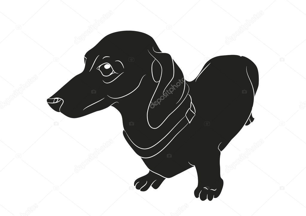 Vector illustration of a cartoon dachshund that stands, silhouet