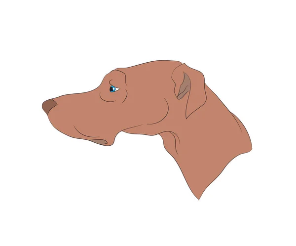 Perfil del retrato del perro, mirar hacia abajo — Vector de stock