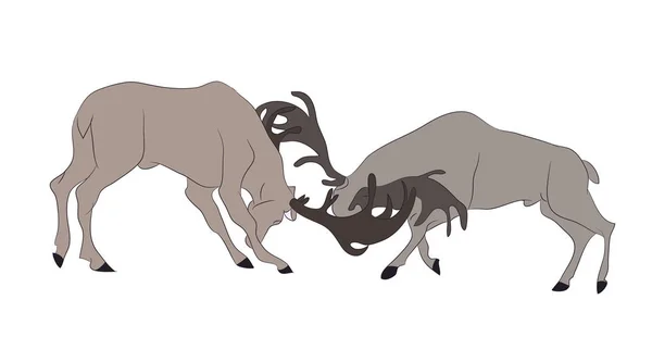 Векторні ілюстрації оленів, які борються, вектор, колір — стоковий вектор