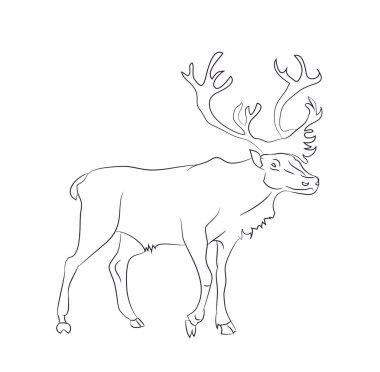 illüstrasyon çizim geyik çizgiler,