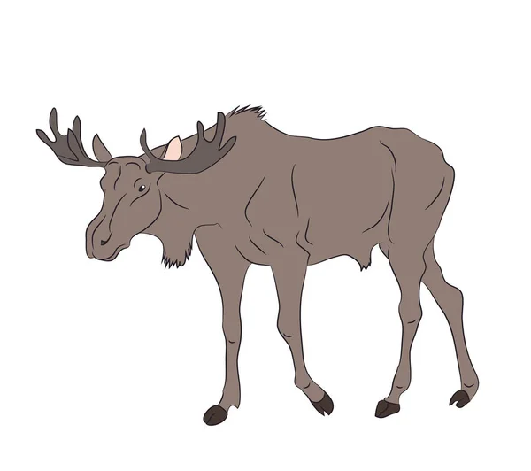 Ilustración vectorial de un ciervo que se encuentra, dibujo de color — Archivo Imágenes Vectoriales