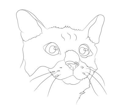 kedi portre, çizgiler, vektör,