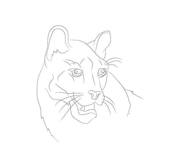 Lionne portrait vectoriel illustration, lignes dessin — Image vectorielle