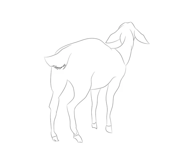 Ilustración vectorial de una cabra que se encuentra, dibujo por líneas — Vector de stock