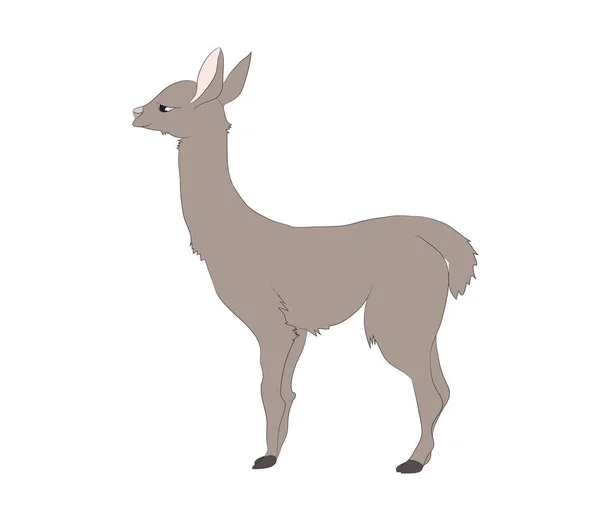 Ilustrasi vektor dari alpaca yang berdiri, menggambar warna - Stok Vektor