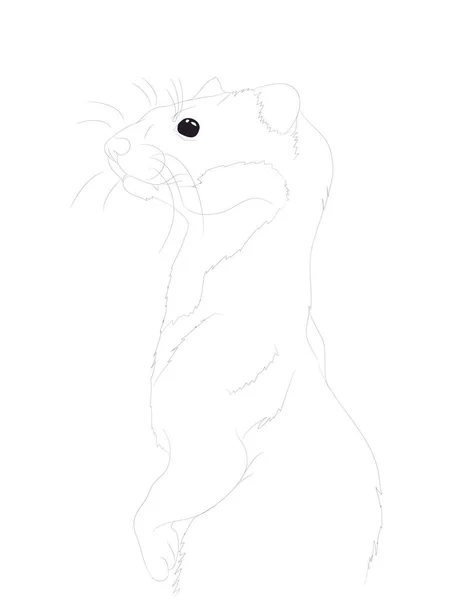 Vector illustration of portrait of ferret, drawing by lines — Stock Vector