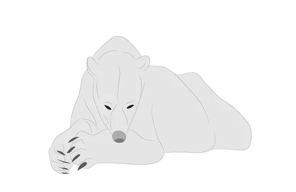 横たわりするホッキョクグマのベクトルイラスト、描画色 — ストックベクタ