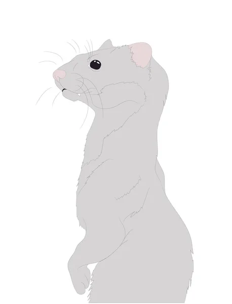 Ferret or mink portrait vector illustration, drawing color — Stock Vector