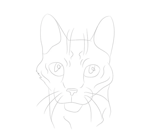 Vektor Illustration Katzenporträt, Linien, Vektor — Stockvektor