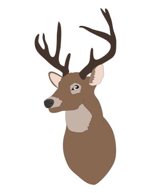 geyik portre, vektör çizim rengi