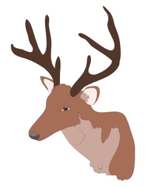 geyik portre, vektör çizim rengi
