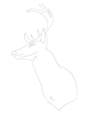 geyik portre vektör illüstrasyon, çizgi çizim, vektör