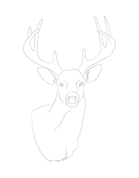 Deer portrait vector illustration, line drawing, vector — Stock Vector