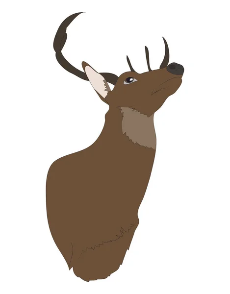 Ritratto di cervo, vettore di disegno a colori — Vettoriale Stock