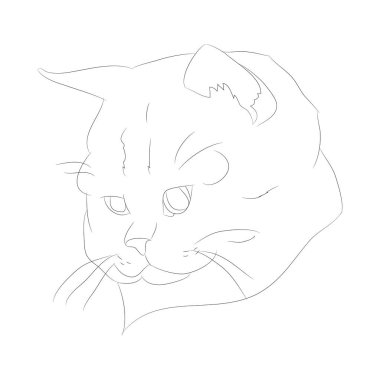 vektör illüstrasyon kedi portresi, çizgiler, vektör