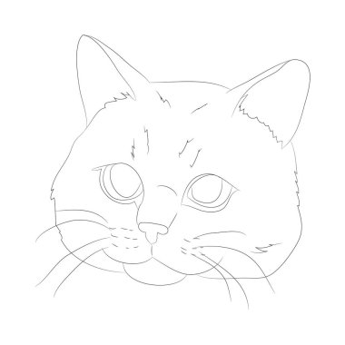 vektör illüstrasyon kedi portresi, çizgiler, vektör