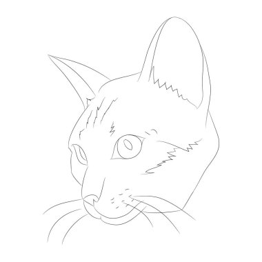 vektör illüstrasyon kedi portresi, çizgiler, vektör