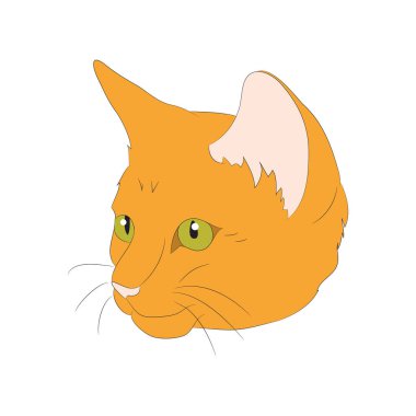 kedi portre, vektör, beyaz arka plan