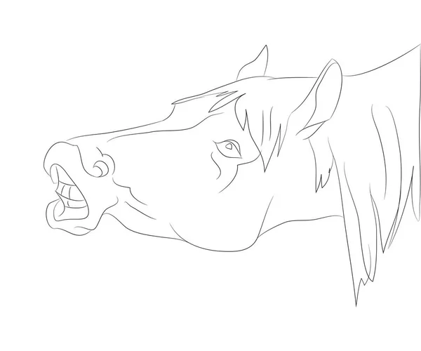 Horse portrait vector illustration, line drawing — ストックベクタ
