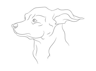köpek portresi çizimi, çizgi çizimi, vektör, beyaz arkaplan