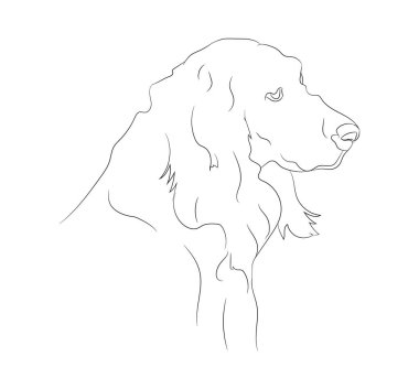 köpek portresi çizimi, çizgi çizimi, vektör, beyaz arkaplan