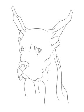 köpek portresi çizimi, çizgi çizimi, vektör, beyaz arkaplan