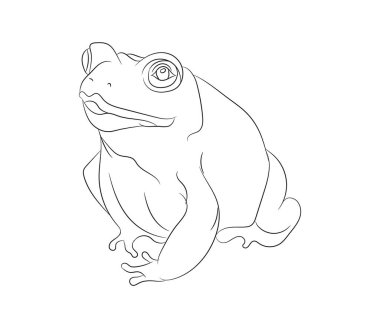 kurbağa vektör çizimi, çizgi çizimi, vektör, beyaz arkaplan