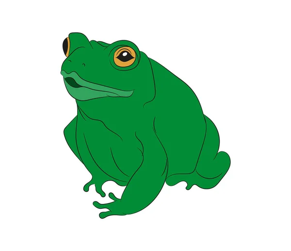 Frog Vector Illustration Color Drawing Vector White Background — Stock Vector