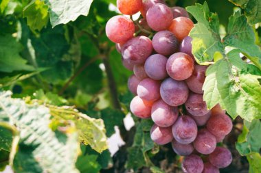 Güneşli bir günde mor üzüm üzüm