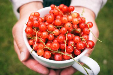 Taze kırmızı kuş üzümü ile beyaz bir kupa holding eller