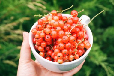 Taze kırmızı kuş üzümü ile beyaz bir kupa holding eller