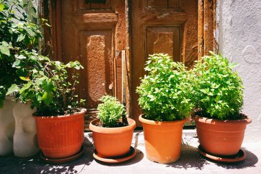 Turuncu tencere taze fesleğen
