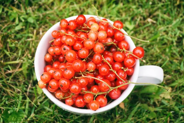 Fresh Red Currant White Cup — Stock Photo, Image