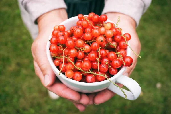 Manos Sosteniendo Una Taza Blanca Con Una Grosella Roja Fresca — Foto de Stock