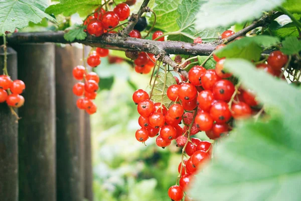 Red Currant Branch — Stock Photo, Image