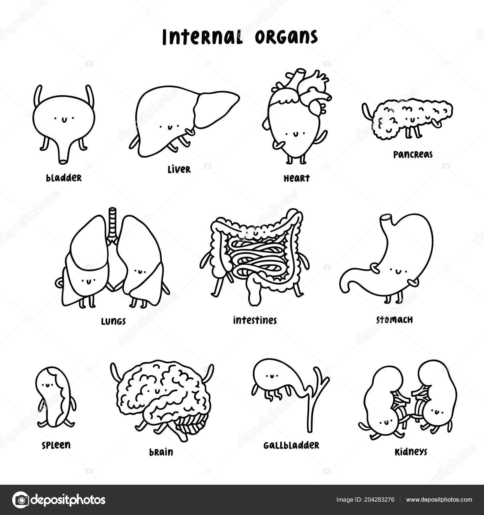 Images: internal organs outline | Internal Organs Outline Vector Cartoon Collection â Stock