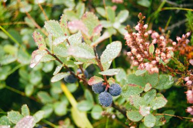 Yağmur sonra taze yaban mersini