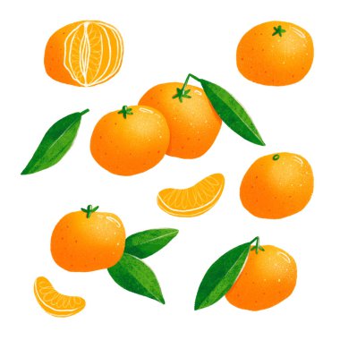 Mandalina izole illüstrasyonlar seti