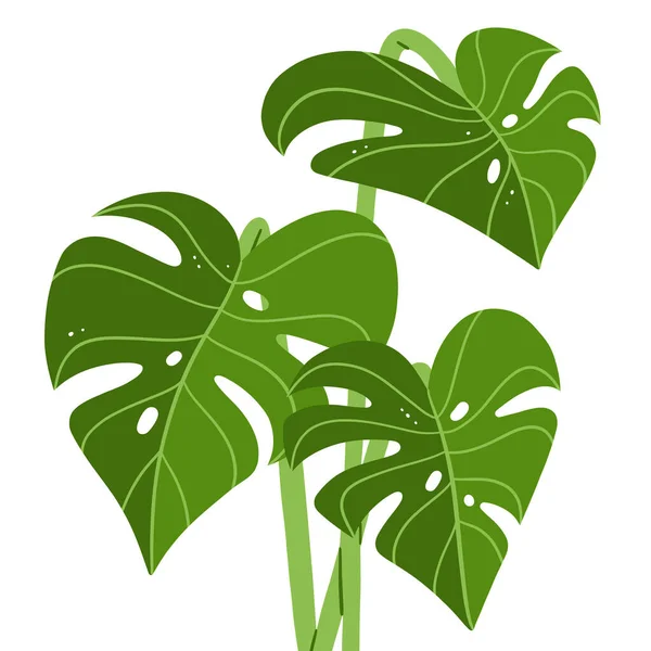 Folhas Verdes Frescas Monstera Ilustração Tropical Vetor Isoladas Fundo Branco — Vetor de Stock