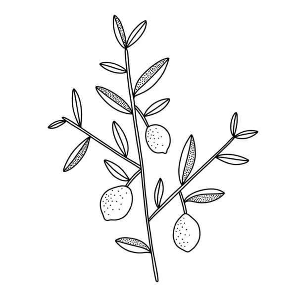 Petite Branche Citronnier Aux Citrons Illustration Vectorielle Contour Noir Isolé — Image vectorielle