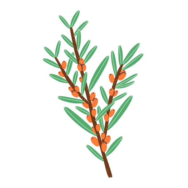 Little Branch Orange Sea Buckthorn Berries Isolated Vector Illustration — Stock Vector