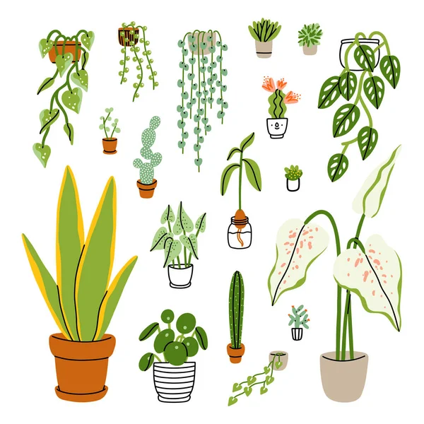 Collection Different Exotic Home Plants Isolated White Vector Illustrations — Stock Vector