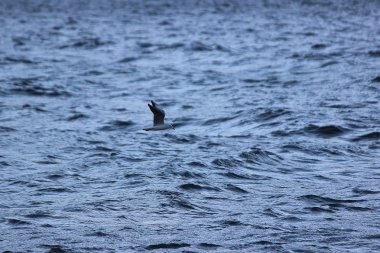 Martı kuş doğa vahşi yaban hayatı hayvan ücretsiz sinek uçuş