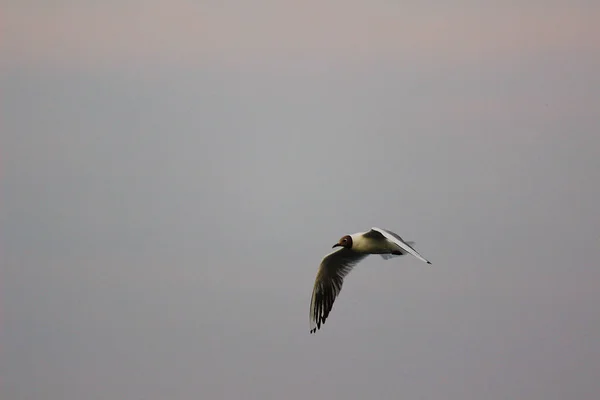 Sseagull Bird Nature Wild Wildlife Nature Beach Water Sea River — стоковое фото