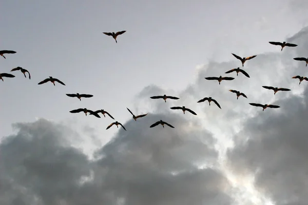 Aves Cielo Nubes Luz Sol Artística Vuelo Volar Patos Migración — Foto de Stock