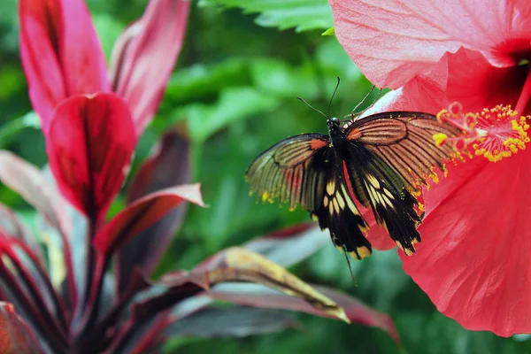 Mariposa Flores Fauna Naturaleza Animal Elegancia Colorido Libre Insecto Volar — Foto de Stock