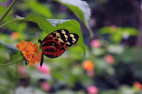 Butterfly Flowers Wildlife Nature Animal Elegance Colorful Free Insect Fly — Stock Photo, Image
