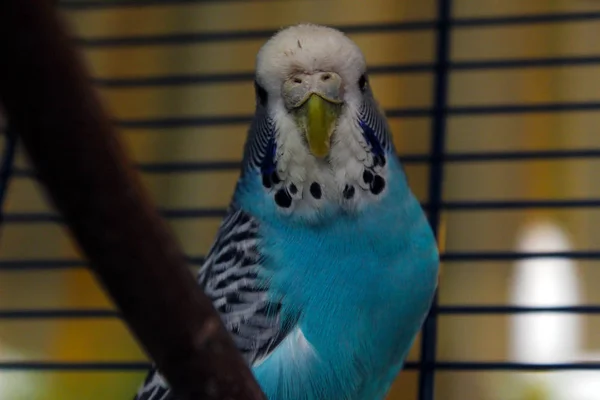 Bird Cocorite Colorfull Pet — Stock Photo, Image